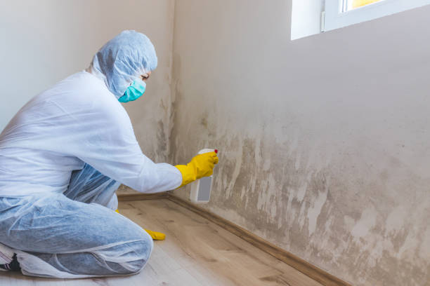 Mold Remediation specialist working in Northumberland